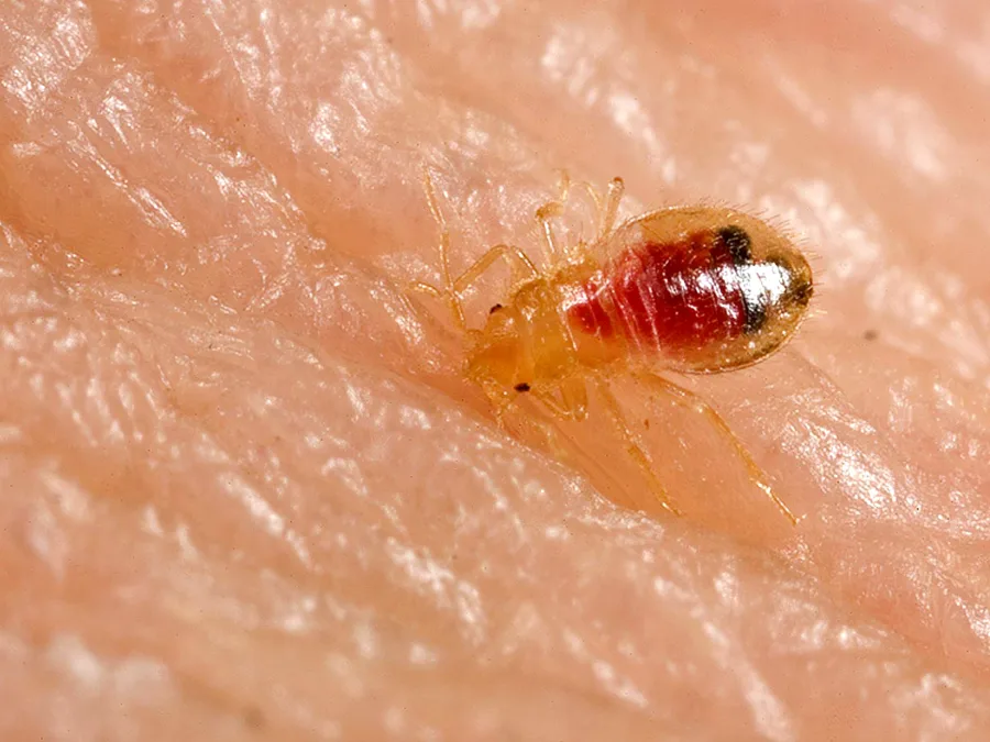 Bed bug nymph, Cimex lectularius
