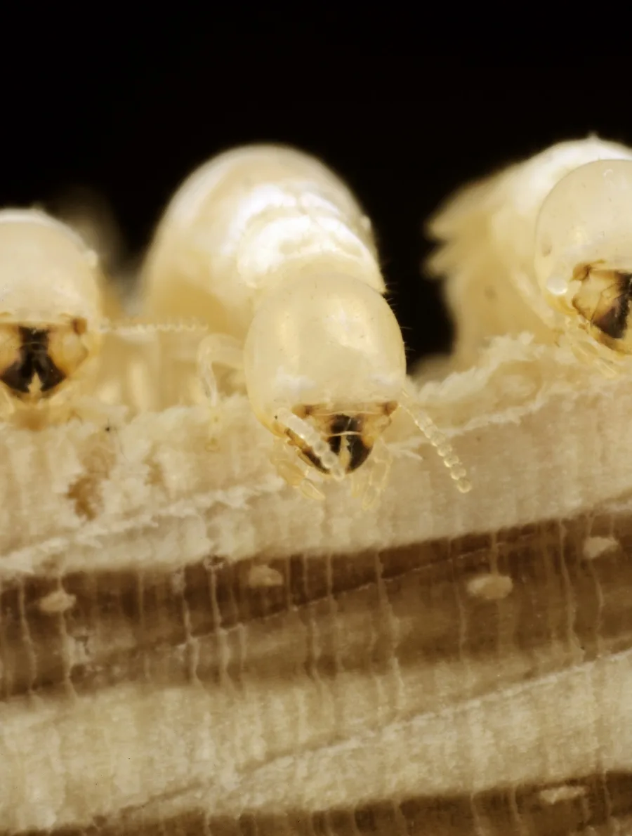 Drywood Termites - Cryptotermes domesticus