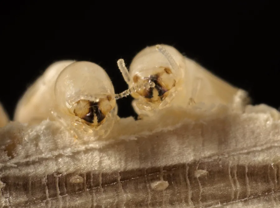 Drywood Termites - Cryptotermes domesticus