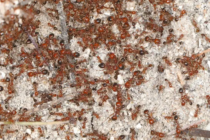 Red Imported Fire Ant - Solenopsis invicta, Okaloacoochee Slough State Forest, Felda, Florida, February 6