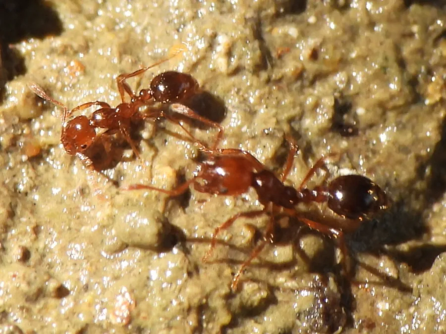 Fire Ants - Solenopsis invicta