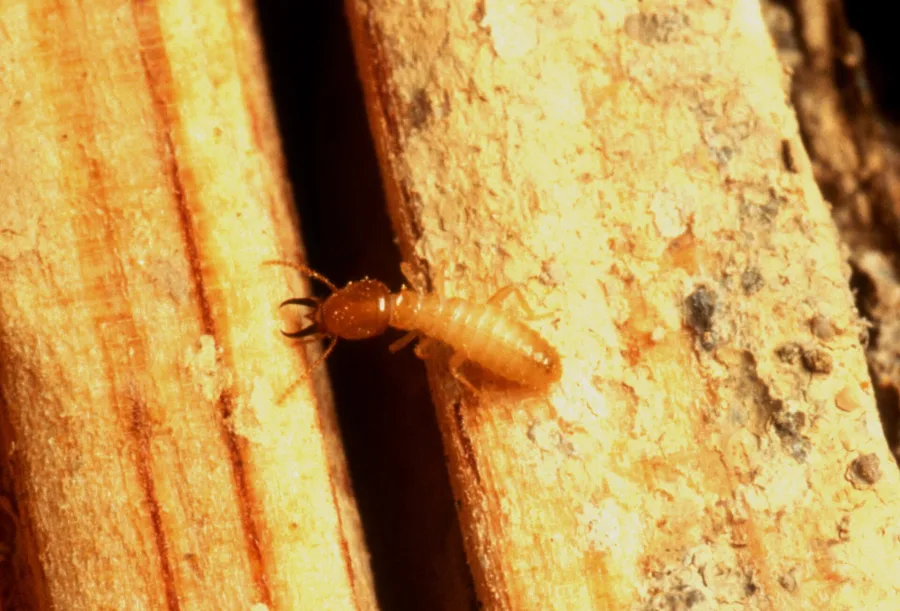 Formosan Termites