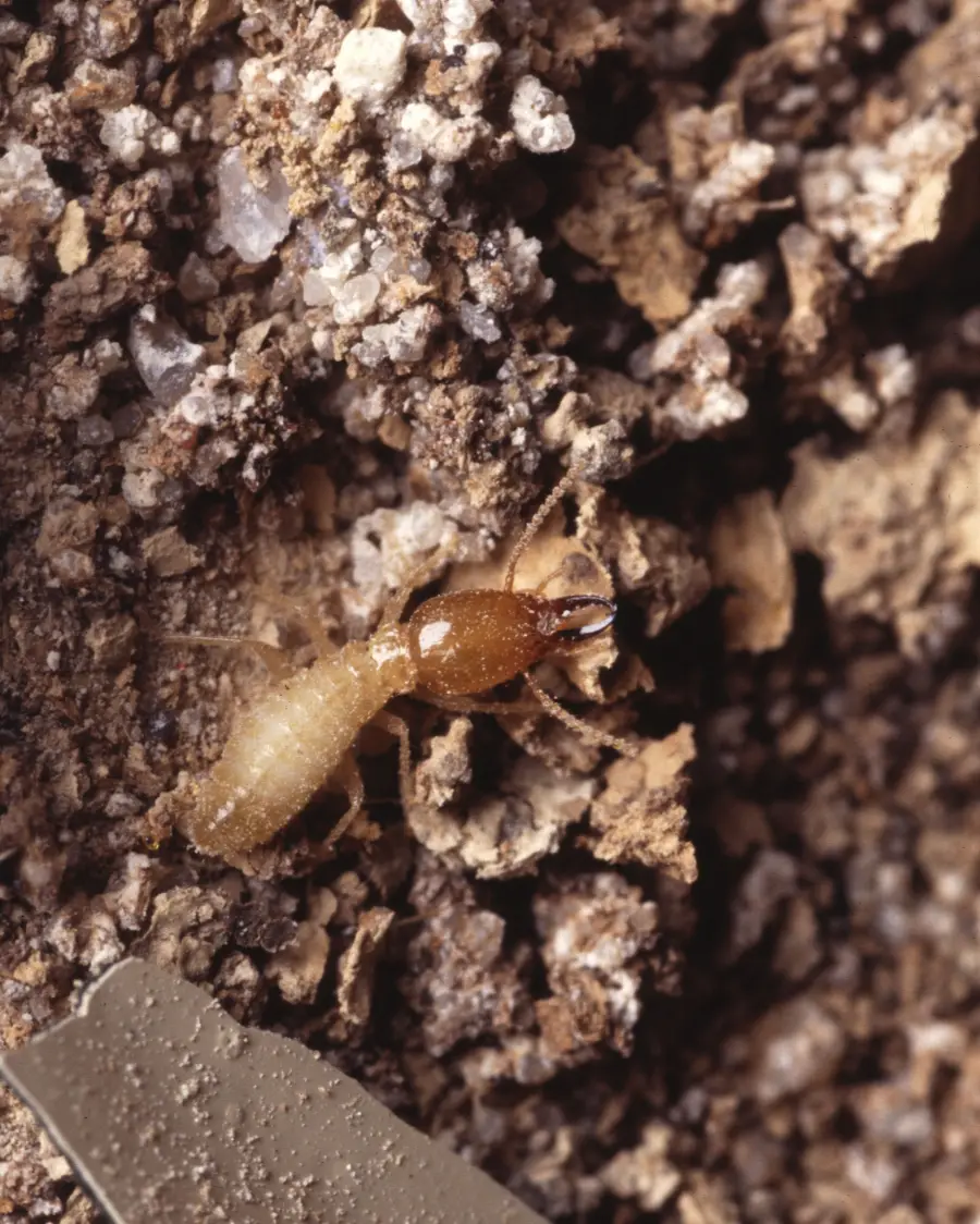 Formosan Termites