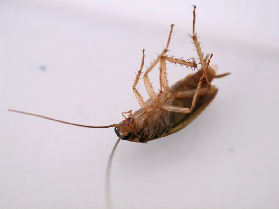 German Cockroach - Blattodea. Cascuda. Santiago de Compostela 3