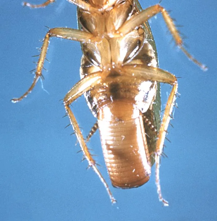Blatella germanica