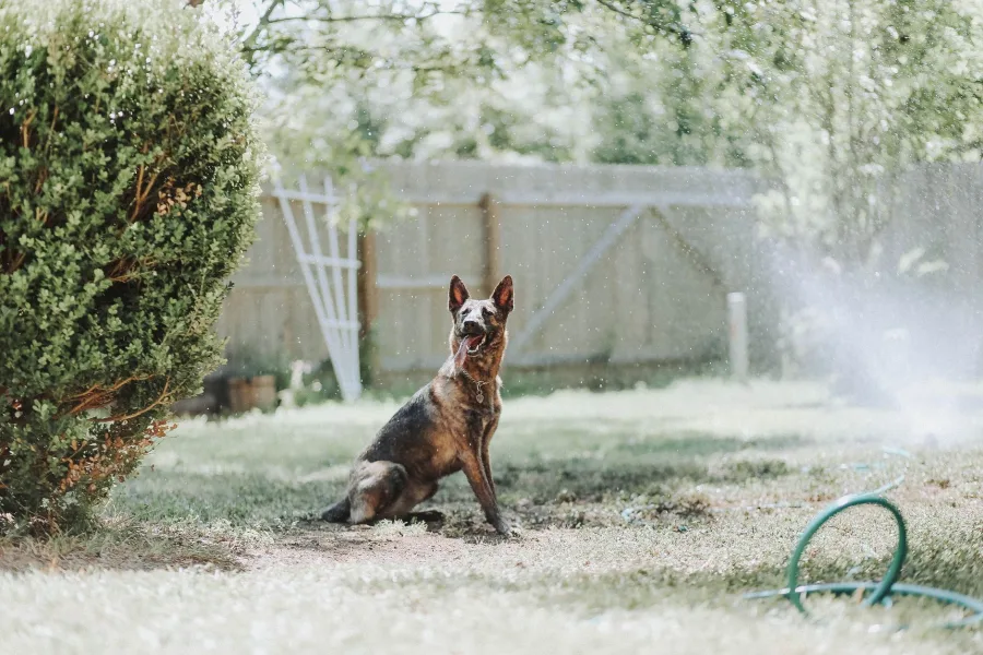 Katy - A Belgian Shepherd happily playing in a sunny backyard sprinkler
