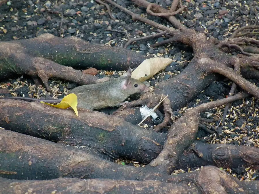 Mice - Mus musculus