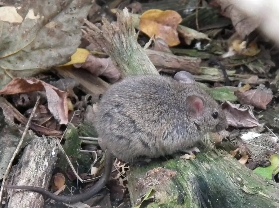 Mice - Maus außer Haus