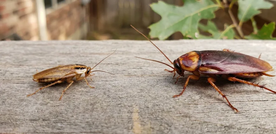 Missouri City - Resolve Pest and Termite Control service in Greater Houston