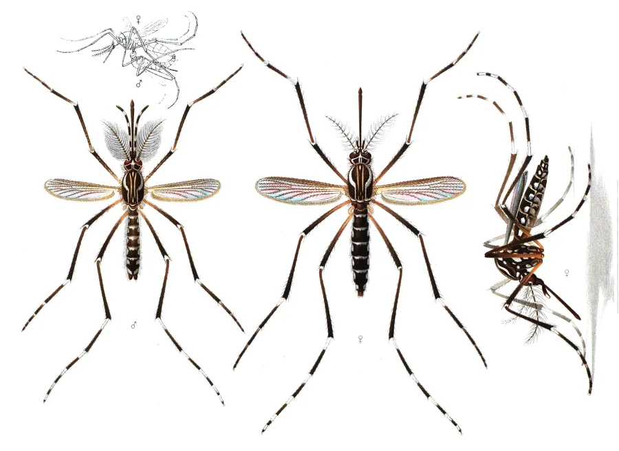 Mosquitoes - Aedes aegypti E-A-Goeldi
