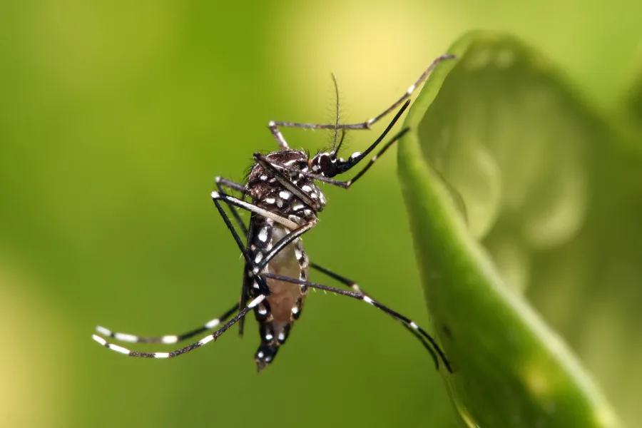 Mosquitoes - Aedes aegypti