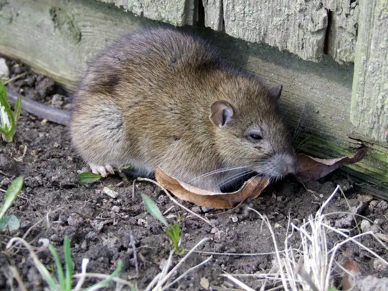 Rats - Rattus norvegicus 2