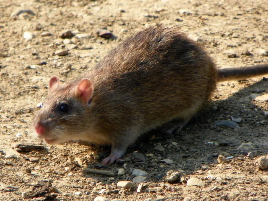 Rats - Rattus norvegicus -Fairlands Valley Park, Stevenage, England