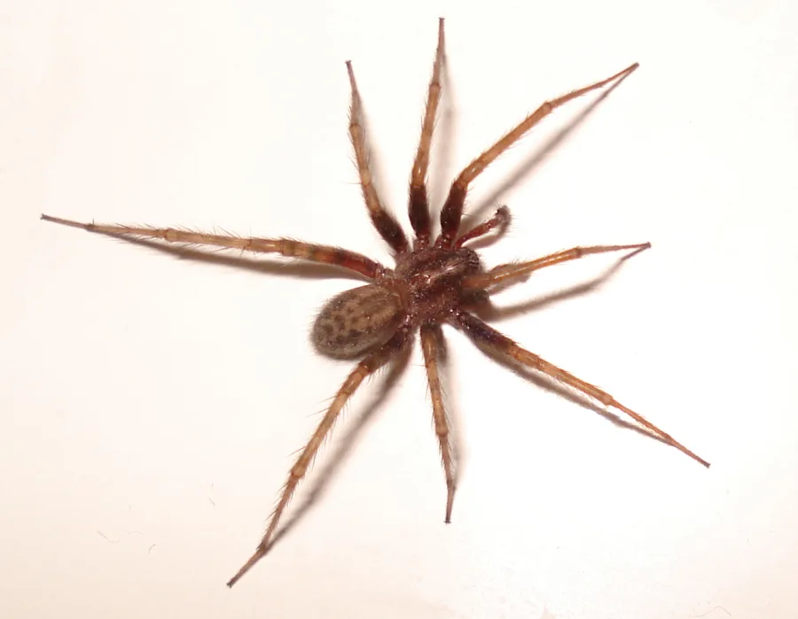 Spiders - Spider