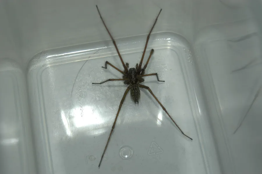 Spiders - Eratigena 2