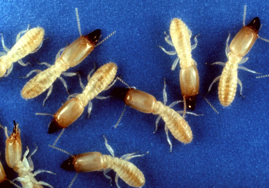 Subterranean Termites - Reticulitermes flavipes