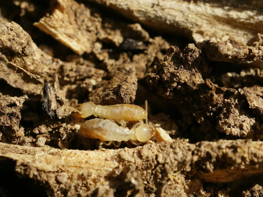 Subterranean Termites - Reticulitermes banyulensis