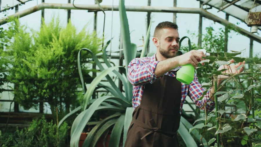 The Woodlands - A gardener sprays plants with water in a lush greenhouse setting